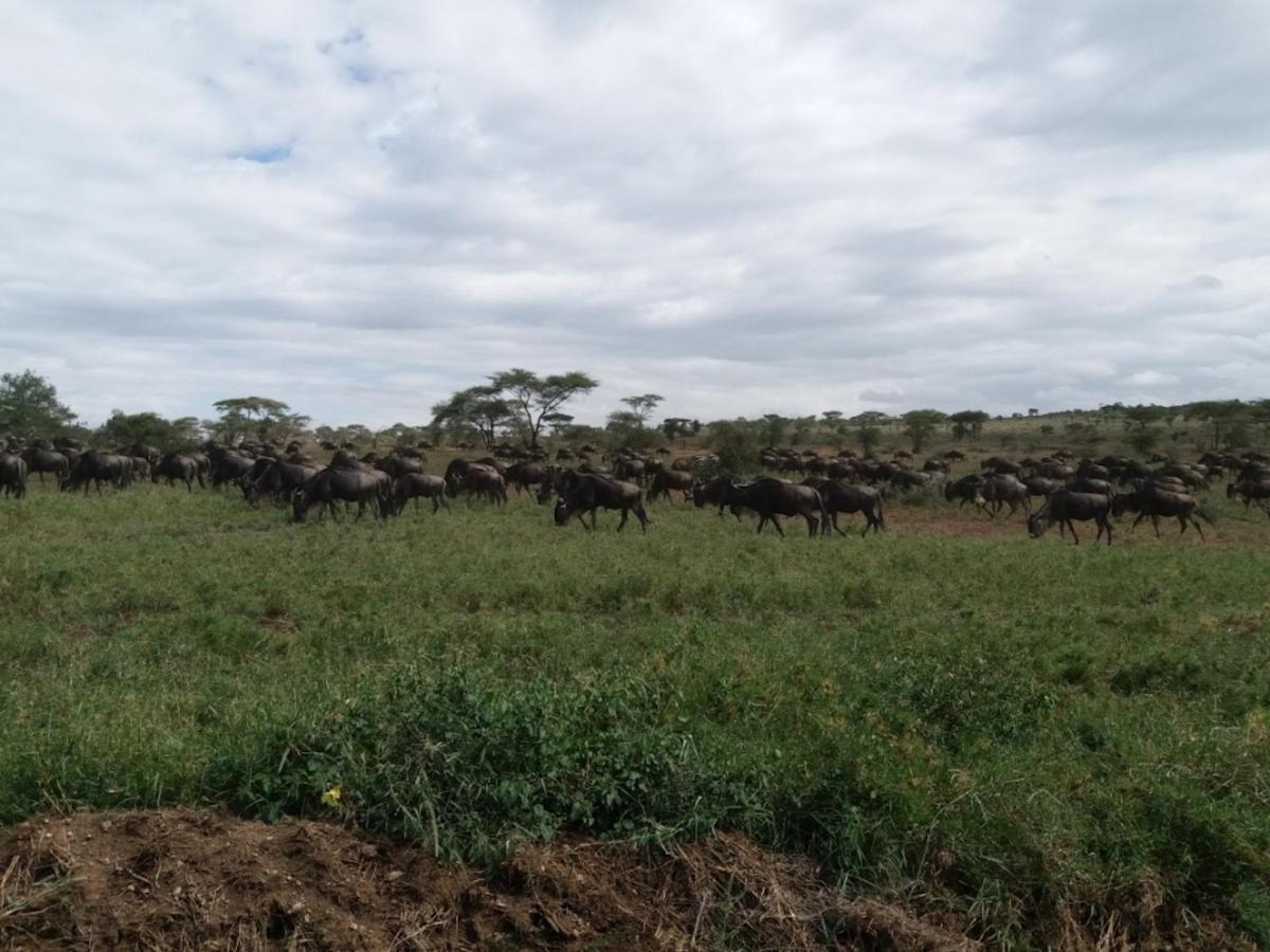 Seronera Wildlife Lodge Serengeti-Savanne Exterior foto