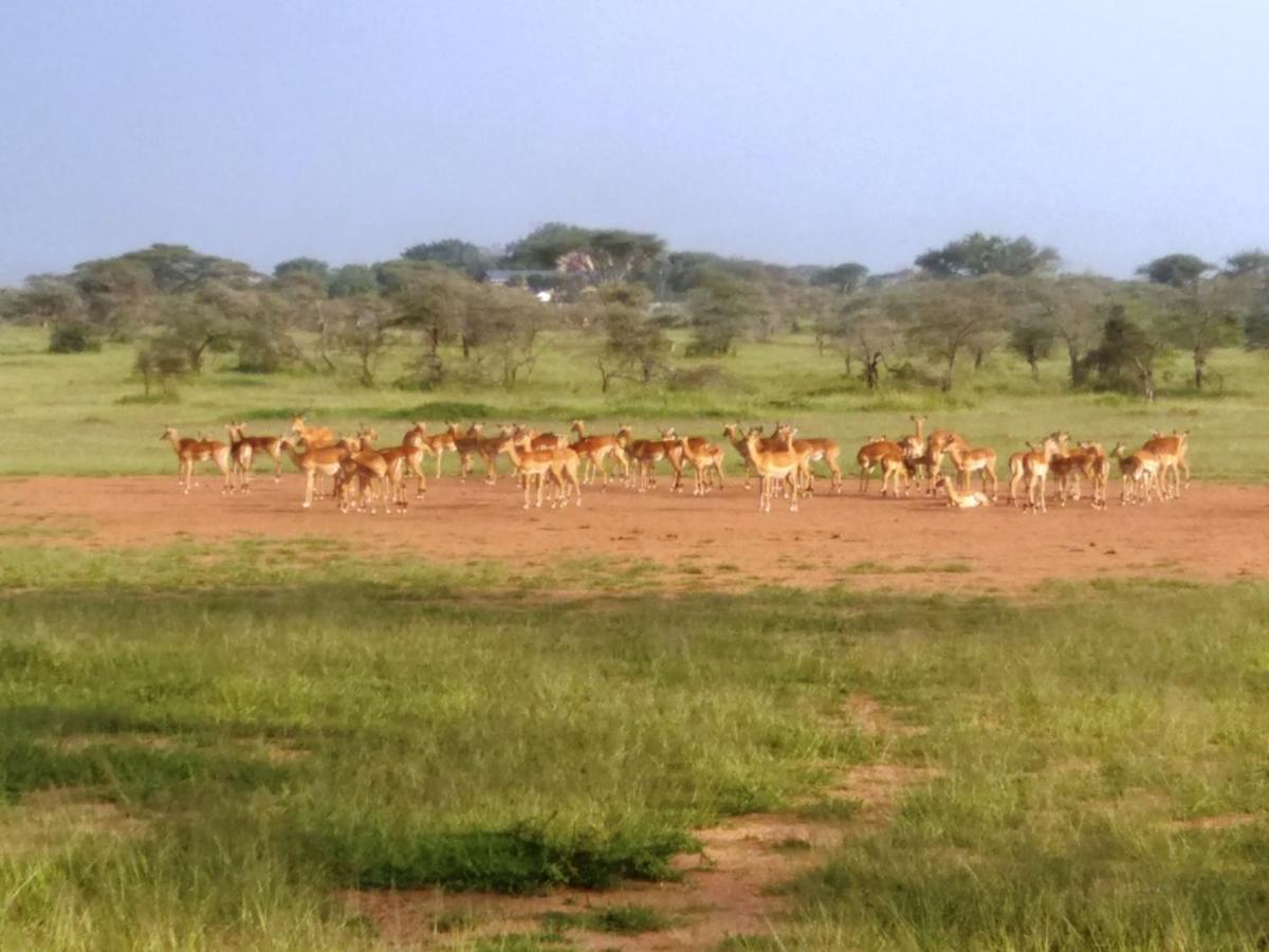 Seronera Wildlife Lodge Serengeti-Savanne Exterior foto